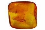 Fossil Beetle (Coleoptera) in Baltic Amber #150701-1